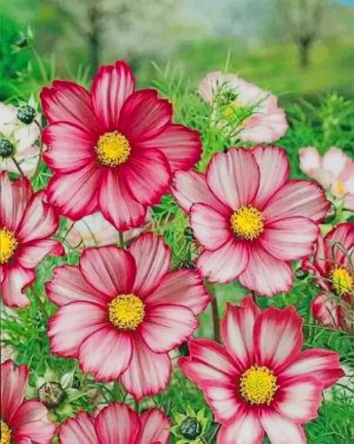 Garden Cosmos Flowers paint by numbers