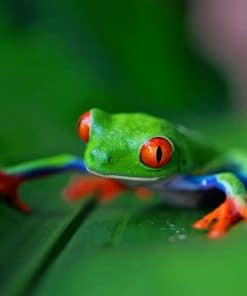 Green Frog On Green Leaf paint by numbers