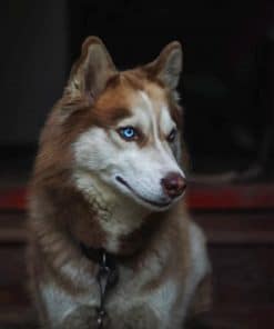 Brown Husky paint by numbers