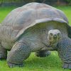 Old Big Turtle On Green Grass paint by numbers
