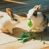 Rabbits Eating Herbs paint by numbers