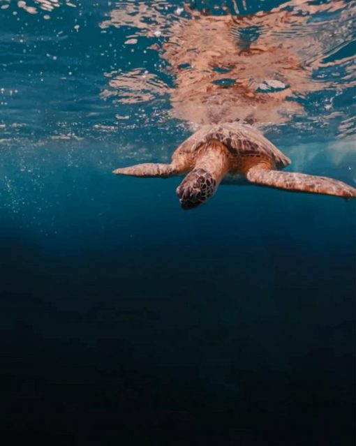 Turtle In Deep Ocean paint by numbers