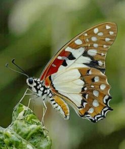 White Admiral Butterfly paint by numbers