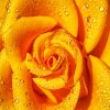 Yellow Garden Roses paint by numbers