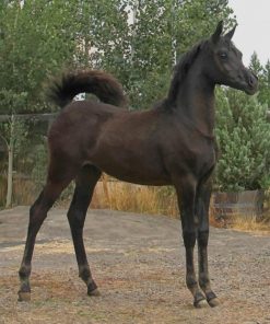 Arabian Black Horse paint by numbers