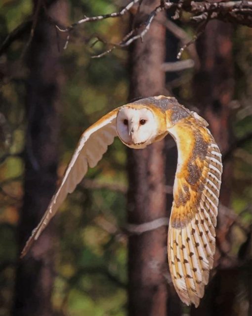 Barn Owl In Flight paint by numbers