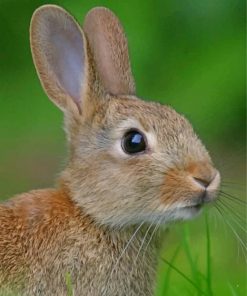 Cute Beige Rabbit paint by numbers
