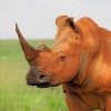 Brown Rhinoceros In Nature paint by numbers