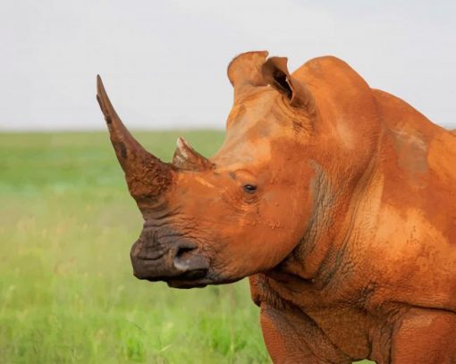 Brown Rhinoceros In Nature paint by numbers