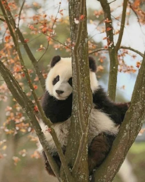 Cute Panda On A Tree paint by numbers