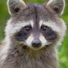 Cute Raccoon Animal paint by numbers