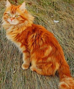 Fluffy Ginger Cat paint by numbers