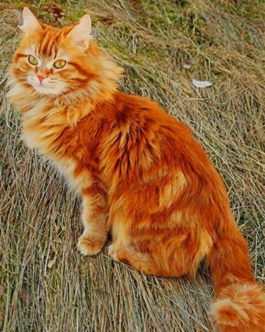 Fluffy Ginger Cat - Animals Paint By Numbers - Modern Paint by numbers