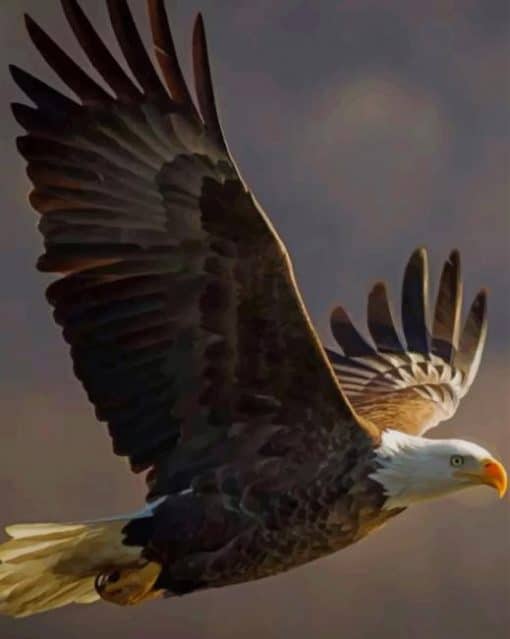 Majestic Bald Eagle Flying paint by numbers