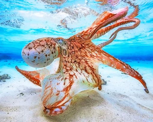 Octopus Under Clear Water paint by numbers