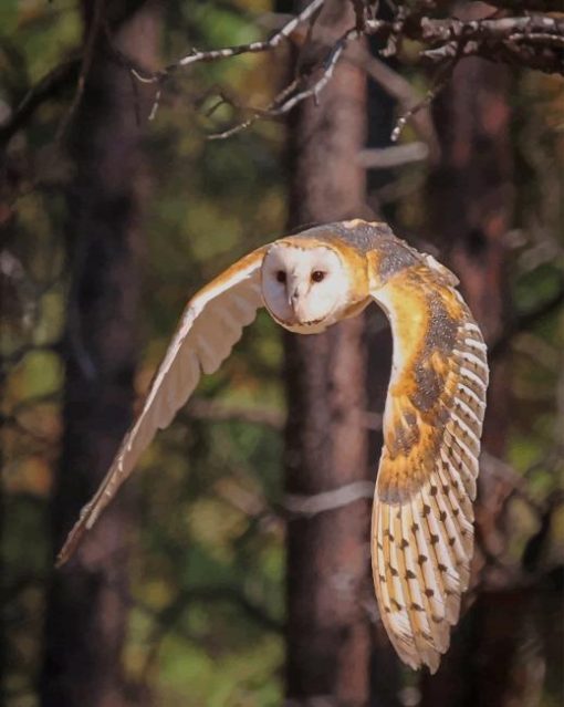 Barn Owl Flying paint by numbers