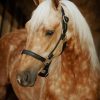 Palomino Horse paint by numbers