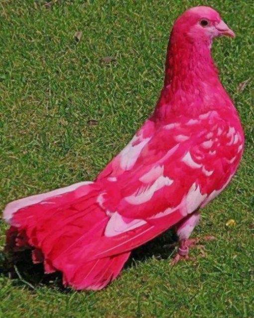 Pink Fancy Pigeon paint by numbers