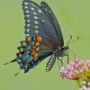 Spicebush Swallowtail paint by numbers