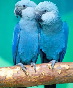 Spix's Macaw paint by numbers