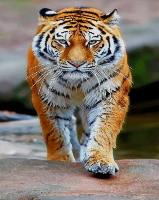 Tiger Walking paint by numbers