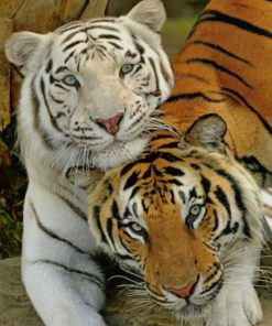 White And Brown Tiger paint by numbers