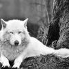 Woods White Wolf Relaxing paint by numbers