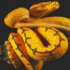 Yellow Black Snake paint by numbers