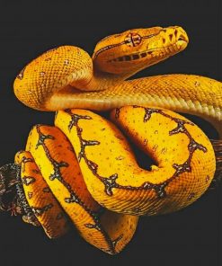 Yellow Black Snake paint by numbers