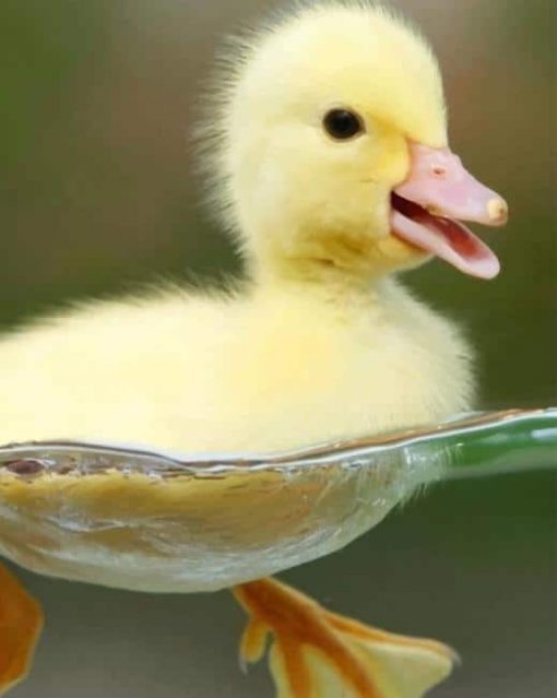 Yellow Cute Baby Duck paint by numbers