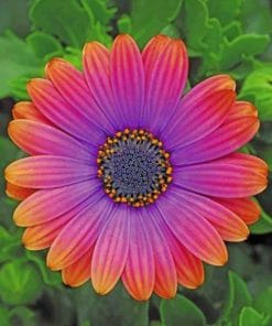 African Daisy Flower paint by numbers