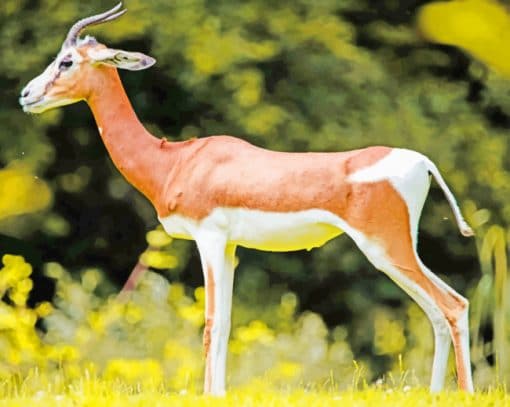 African Gazelle Animal Safari paint by numbers