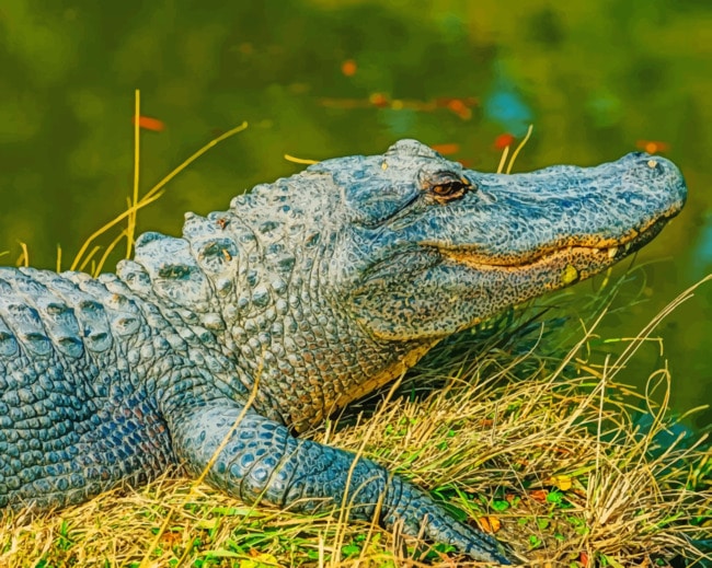 Alligator Resting Near A Lake paint by numbers