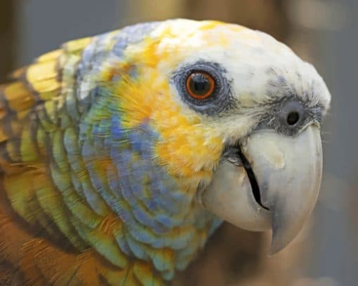 Amazon Parrot Eyes St Vincent paint by numbers