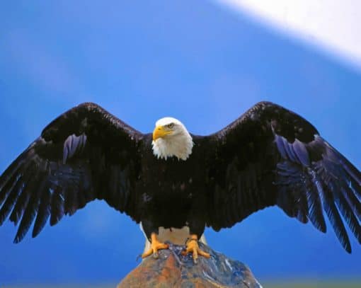 American Black Bald Eagle paint by numbers