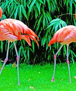 Attractive Flamingos Paint By Numbers