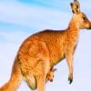 Australian Kangaroo Species paint by numbers