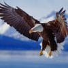 Bald Eagle Flying paint by numbers
