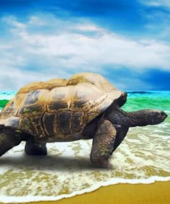 Big Ocean Turtle Paint By Numbers