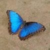 Black And Blue Butterfly Paint By Numbers