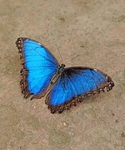 Black And Blue Butterfly Paint By Numbers
