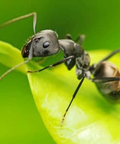 Black Ant On Leaf paint by numbers