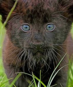 Black Panther Cub paint by numbers