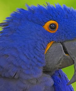 Blue Beak Parrot paint by numbers