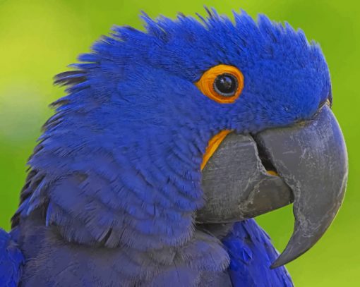 Blue Beak Parrot paint by numbers