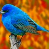 Blue Finch Bird paint by numbers
