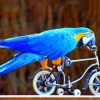 Blue Parrot On Bicycle paint by numbers