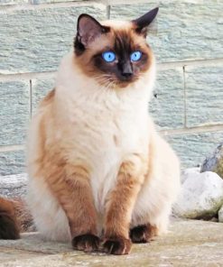 Blue Siamese Cat Eyes
