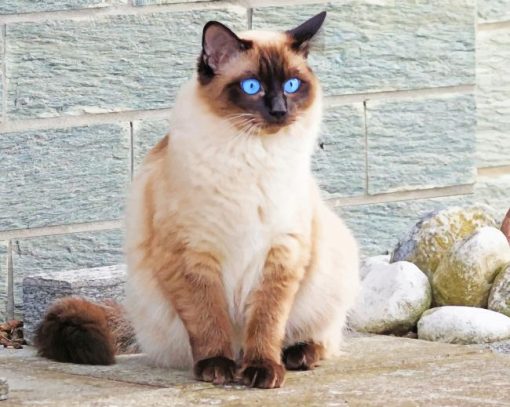 Blue Siamese Cat Eyes