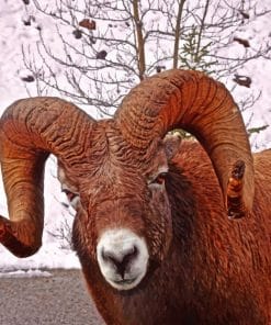 Brown Big Horn Sheep Paint By Numbers